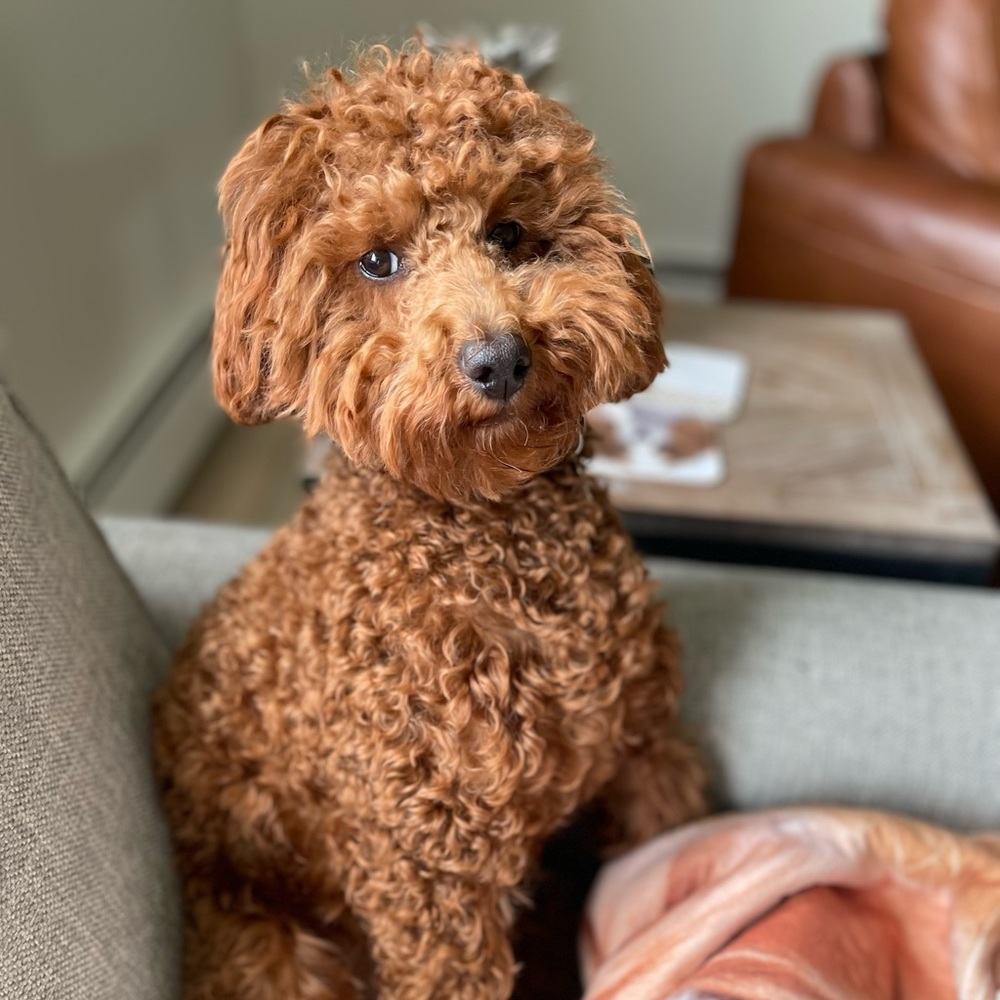 Meet your Posher, Kim